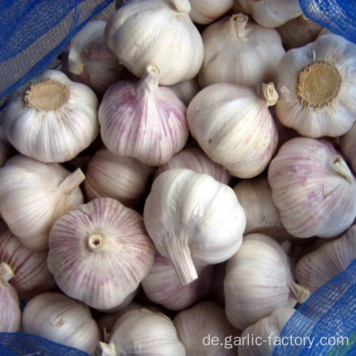 Frischer roter / normaler weißer Knoblauch 5,5 cm